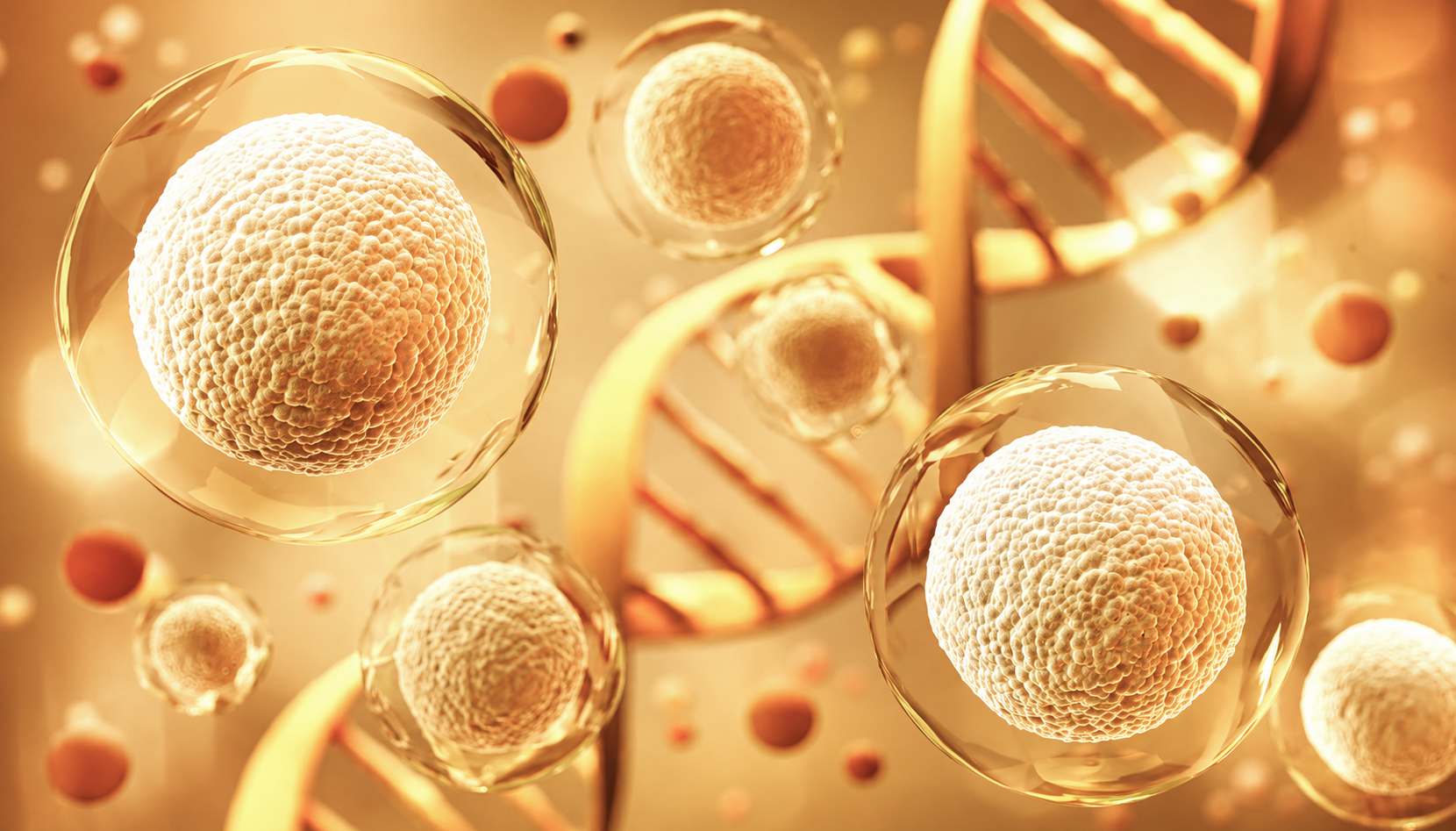 HERNE, Stem Cell Care
